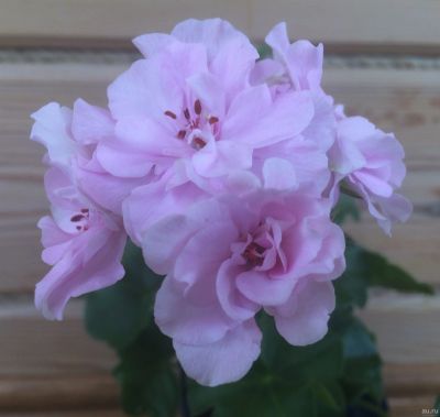 Лот: 12096036. Фото: 1. Пеларгонии Chiffon. Горшечные растения и комнатные цветы