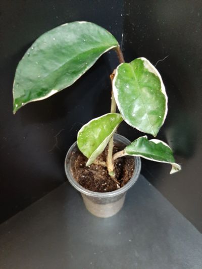 Лот: 18267667. Фото: 1. Хойя-Hoya carnosa (white margin... Горшечные растения и комнатные цветы