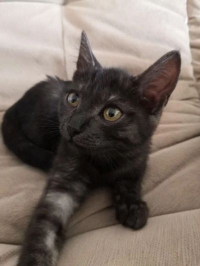 Лот: 14354968. Фото: 1. Отдам котёнка. Кошки, котята