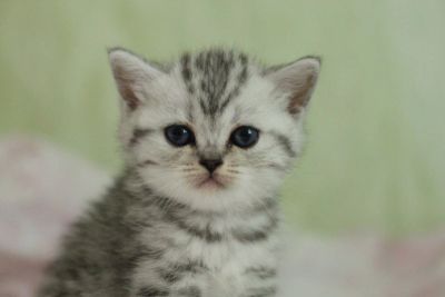 Лот: 11042293. Фото: 1. Британская мраморная кошечка с... Кошки, котята