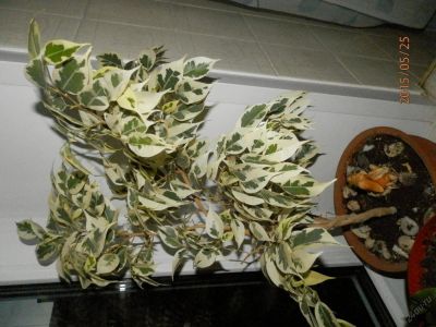 Лот: 5600013. Фото: 1. фикус старлайт. Горшечные растения и комнатные цветы