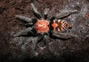 Лот: 8198431. Фото: 1. Davus fasciatus (старое название... Остальные животные
