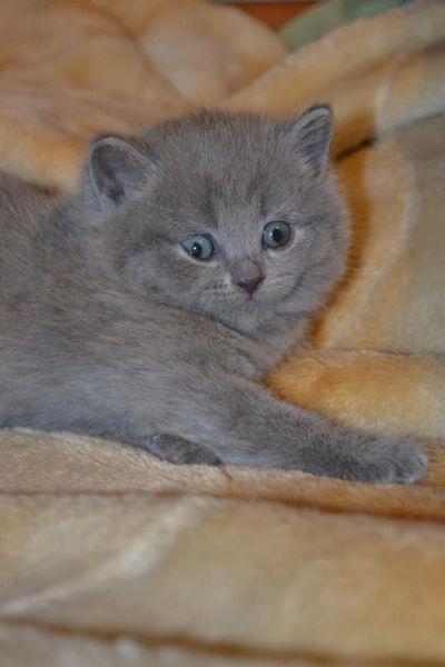 Лот: 4965649. Фото: 1. Очаровательный британский малыш. Кошки, котята
