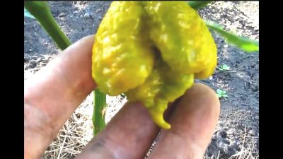 Лот: 11414625. Фото: 1. Семена перца Bhutlah mustard... Овощи