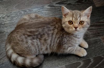 Лот: 6432525. Фото: 1. Шотландский малыш страйт. Кошки, котята