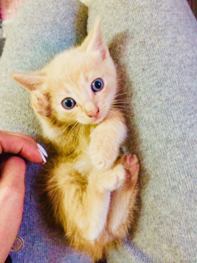 Лот: 13660914. Фото: 1. Рыжий (персиковый) котёнок. Кошки, котята