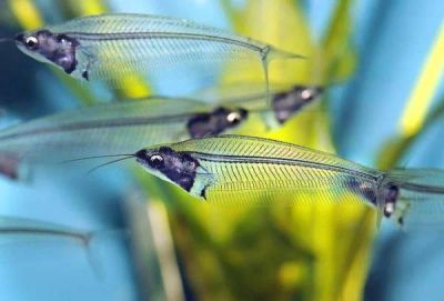Лот: 7280294. Фото: 1. Сом стеклянный (Kryptopterus vitreolus... Рыбки