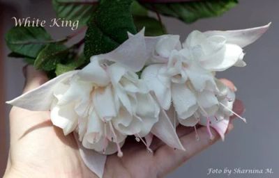 Лот: 8519177. Фото: 1. Фуксия White King, укорененный... Горшечные растения и комнатные цветы