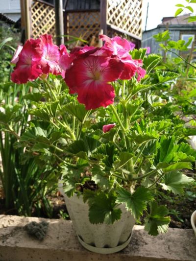 Лот: 14416241. Фото: 1. Пеларгония королевская. Горшечные растения и комнатные цветы