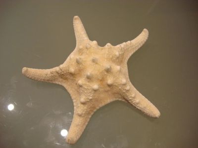 Лот: 7481526. Фото: 1. морская звезда диаметр 15-18 см. Минералы и окаменелости