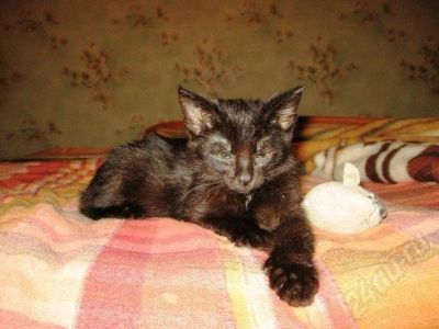 Лот: 734468. Фото: 1. Кошечка Нюра нуждается в доме!. Остальные животные