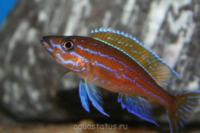 Лот: 4386442. Фото: 1. Парациприхромис нигрипинус (Танганьика... Рыбки