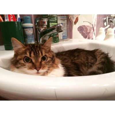 Лот: 8654923. Фото: 1. Отдам кошечку в добрые руки!. Кошки, котята