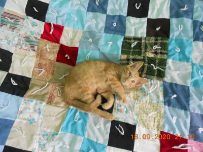 Лот: 16531539. Фото: 1. Котенок рыженький, около 2 месяцев. Другое (животные и уход)