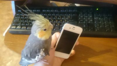 Лот: 8830363. Фото: 1. iPhone 4s. Смартфоны