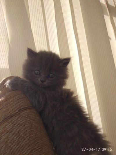 Лот: 9573533. Фото: 1. Шотландская прямоухая длинношерстная... Кошки, котята