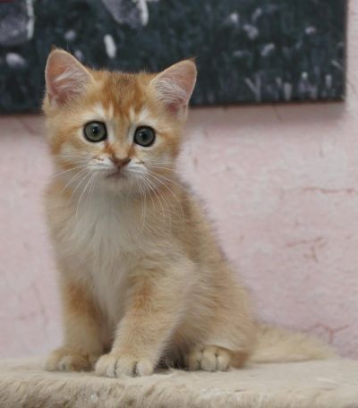 Лот: 7963002. Фото: 1. Золотой тикированный котик. Кошки, котята