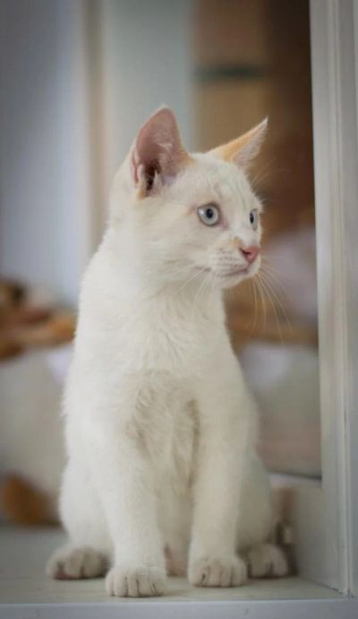 Лот: 8191525. Фото: 1. Котята (Саймон). Кошки, котята