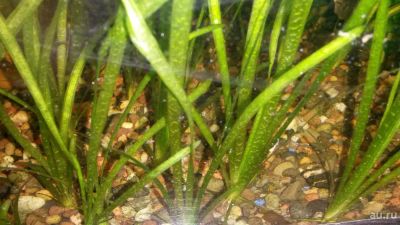 Лот: 8598099. Фото: 1. Валлиснерия. Водные растения