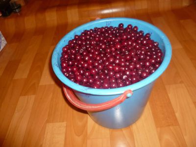 Лот: 5943732. Фото: 1. Вишня на ножке - как черешня... Ягоды, орехи