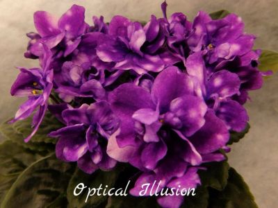 Лот: 5209825. Фото: 1. Фиалка сортовая Optical Illusion... Горшечные растения и комнатные цветы