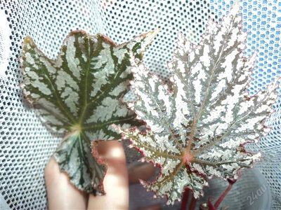 Лот: 2161632. Фото: 1. бегония (Begonia diadema). Горшечные растения и комнатные цветы