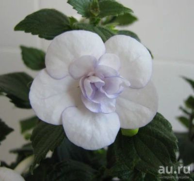 Лот: 13301541. Фото: 1. Ахименес Double Picotee Rose. Горшечные растения и комнатные цветы