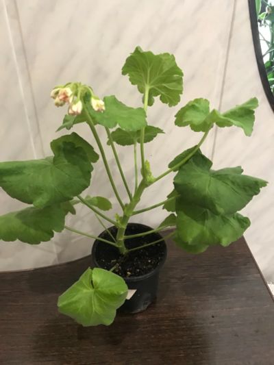 Лот: 17522815. Фото: 1. Пеларгония Marbacka Rose. Горшечные растения и комнатные цветы