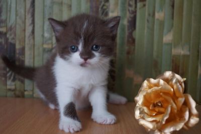 Лот: 4264978. Фото: 1. Шотландская кошечка бело-шоколадная. Кошки, котята