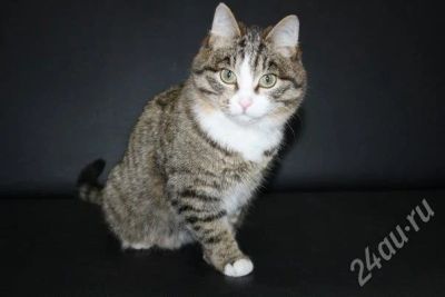 Лот: 712191. Фото: 1. отдам котика в хорошие руки. Остальные животные