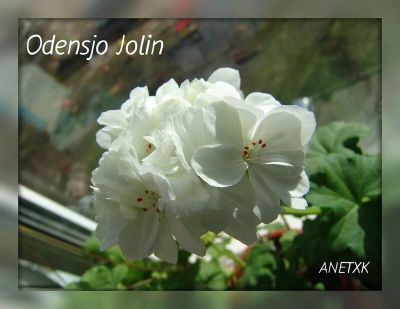 Лот: 16235928. Фото: 1. Пеларгония Odensjo Jolin. Горшечные растения и комнатные цветы