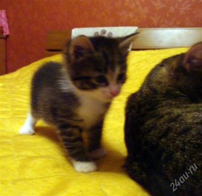 Лот: 2121035. Фото: 1. Отдам котенка!. Кошки, котята
