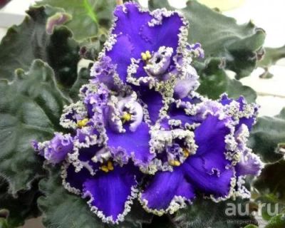 Лот: 8092440. Фото: 1. Лист сортовой фиалки Purple Lace... Горшечные растения и комнатные цветы