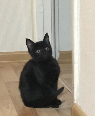 Лот: 15212465. Фото: 1. Котенок,мальчик. Кошки, котята