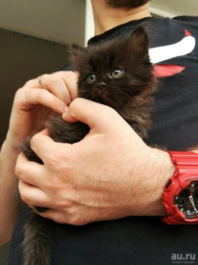 Лот: 9620685. Фото: 1. Котенок мальчик, 1,5 месяца пушистый. Кошки, котята