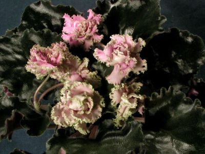 Лот: 5214230. Фото: 1. Лист сортовой фиалки Island Rose... Горшечные растения и комнатные цветы