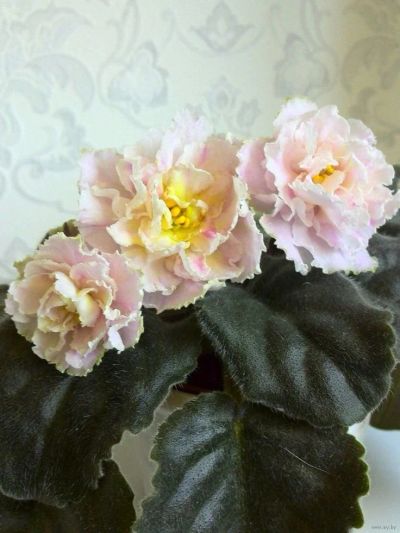 Лот: 10681729. Фото: 1. Сортовая фиалка ЛЕ Сашенька (лист... Горшечные растения и комнатные цветы