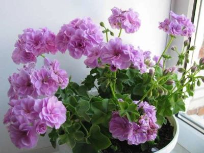 Лот: 11722959. Фото: 1. Пеларгония плющелистная Pac Lilas. Горшечные растения и комнатные цветы