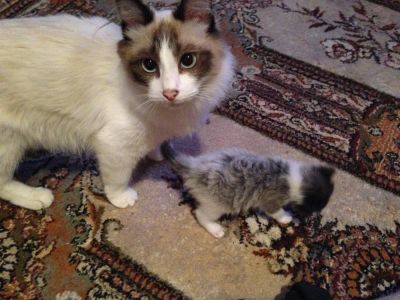 Лот: 3638962. Фото: 1. Отдам котенка Рэгдолл в хорошие... Кошки, котята