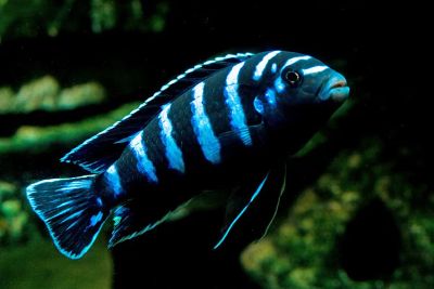 Лот: 16204663. Фото: 1. Псевдотрофеус Демасони (Pseudotropheus... Рыбки
