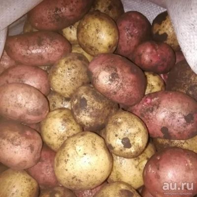 Лот: 17650261. Фото: 1. Картофель семенной отборный Ред... Овощи