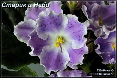 Лот: 3825390. Фото: 1. детка фиалки старик и небо. Горшечные растения и комнатные цветы