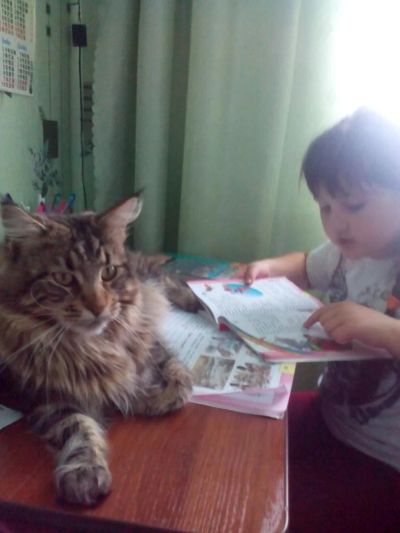 Лот: 6428069. Фото: 1. Ищем невесту!. Кошки, котята