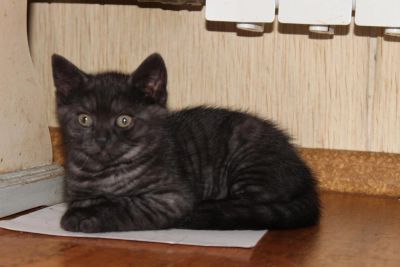 Лот: 6992498. Фото: 1. Британский котенок (мальчик) интересного... Кошки, котята