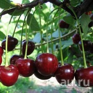 Лот: 15763854. Фото: 1. Саженцы. Декоративные кустарники и деревья