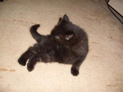 Лот: 1090083. Фото: 1. Британские котята. Остальные животные