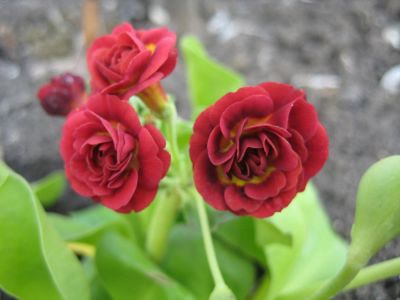Лот: 4333204. Фото: 1. Примула ушковая сорт Crimson Glow. Другое (семена, рассада, садовые растения)