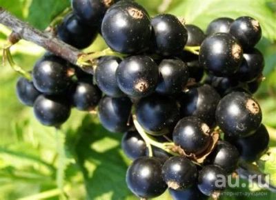 Лот: 13696222. Фото: 1. Чёрная смородина крупноплодная... Ягоды