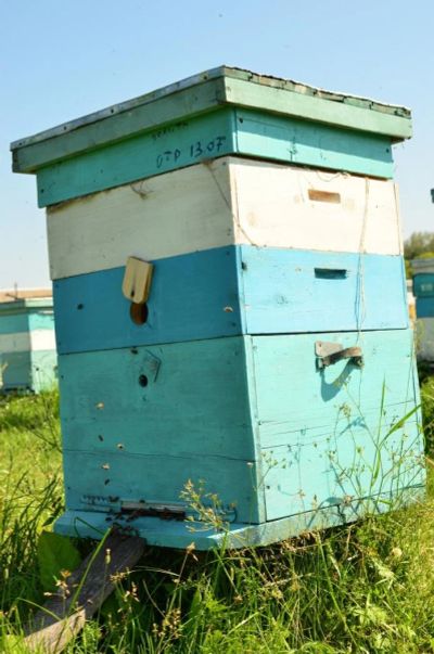 Лот: 2743842. Фото: 1. Пчелы в новых ульях дадан или... Другое (готовый бизнес)