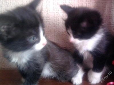 Лот: 872740. Фото: 1. Котятки. Остальные животные
